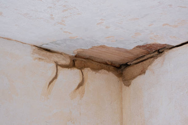 Best Basement water damage restoration  in Harristown, IL